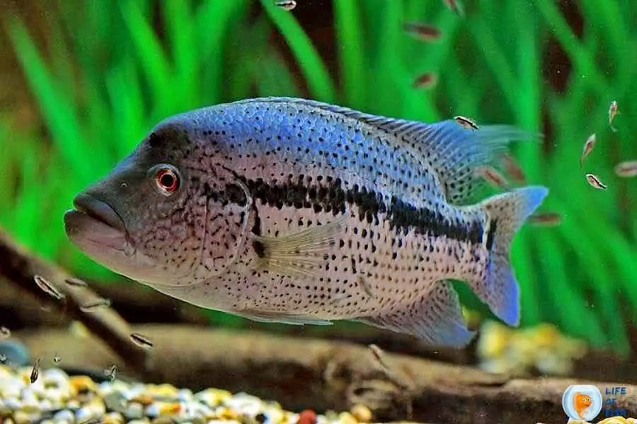 Wolf Cichlid