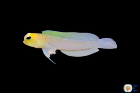 Yellowhead Jawfish Breeding | A Complete Guide |