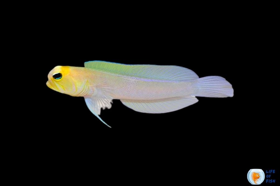 Yellowhead Jawfish Breeding