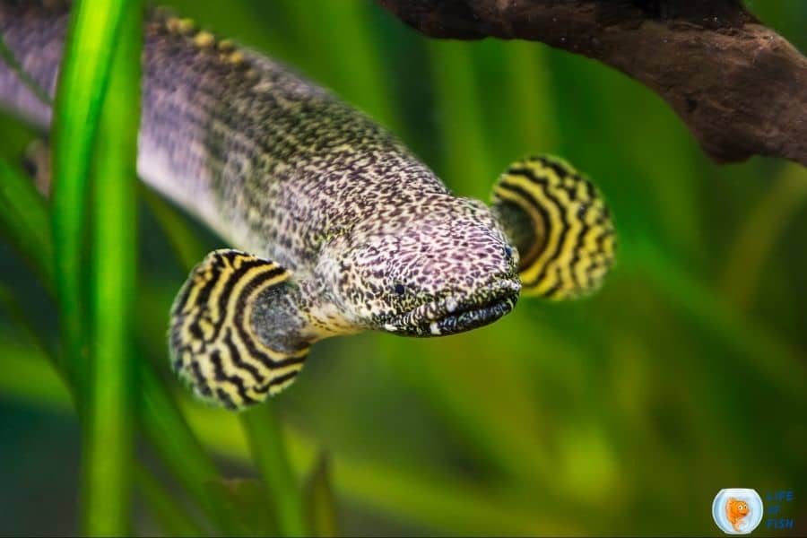 bichir