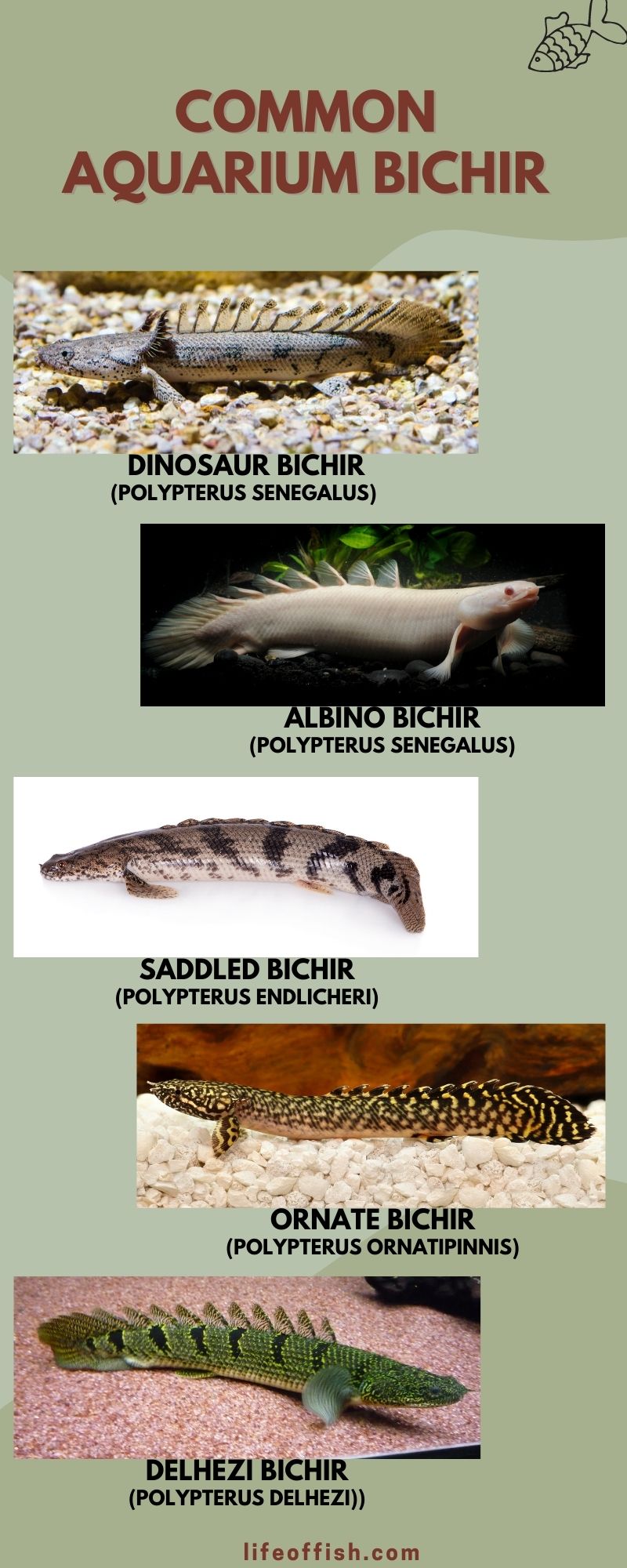 bichir infographic