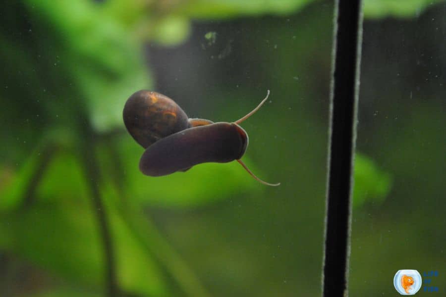 Baby Snails Appeared In My Fish Tank