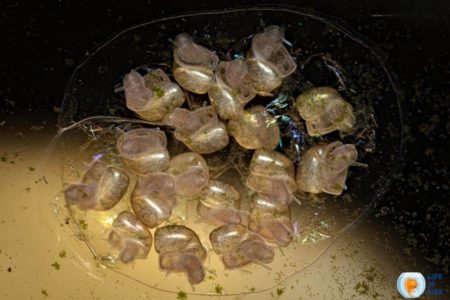 How To Get Rid Of Snail Eggs In Aquarium?