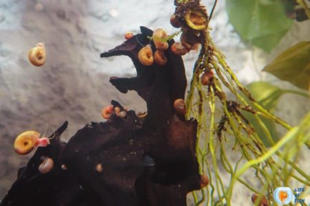 Baby Snails Appeared In My Fish Tank And Control Them