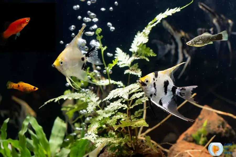 Can Angelfish Live With Mollies
