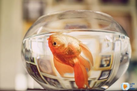 Fish Floating On Side But Not Dead ( 6 Ways to Treat  )