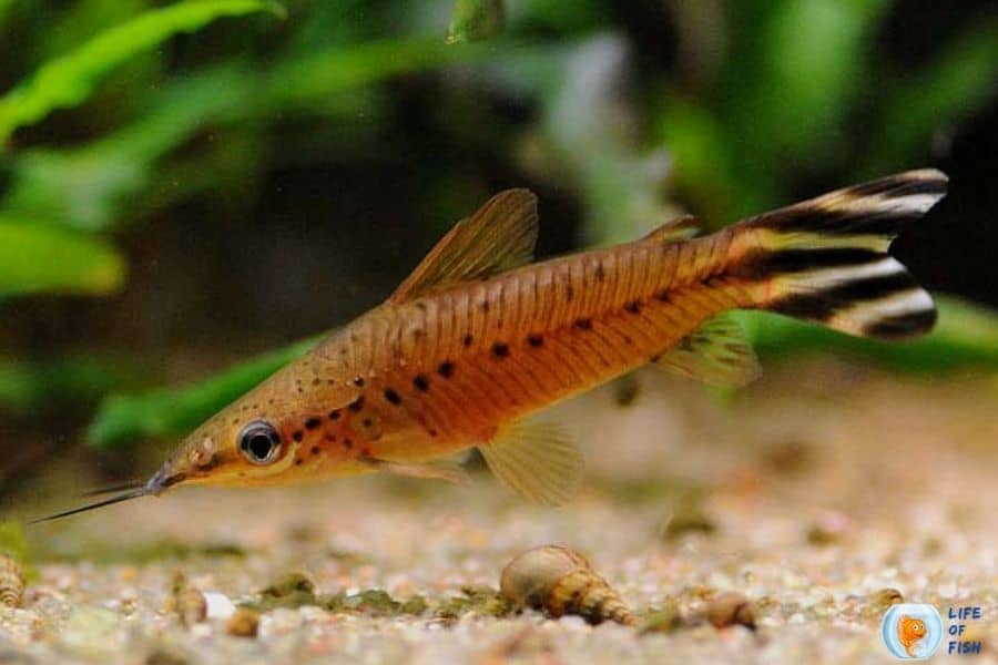 Flagtail Catfish