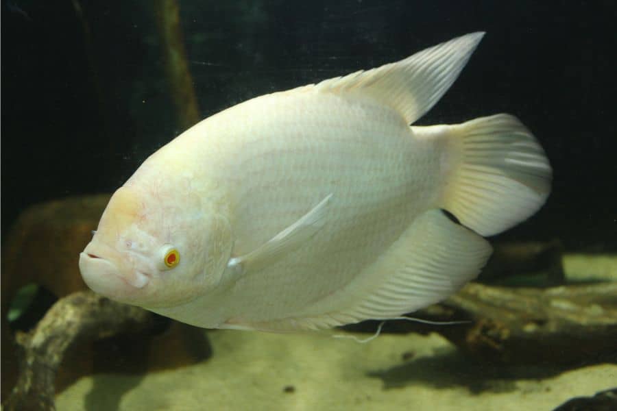 Tiger Shovelnose Catfish Tankmates