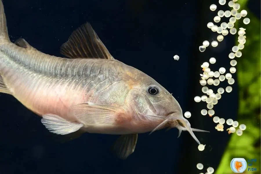 How Long Do Cory Catfish Eggs Take To Hatch