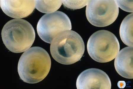 How Long Do Cory Catfish Eggs Take To Hatch?
