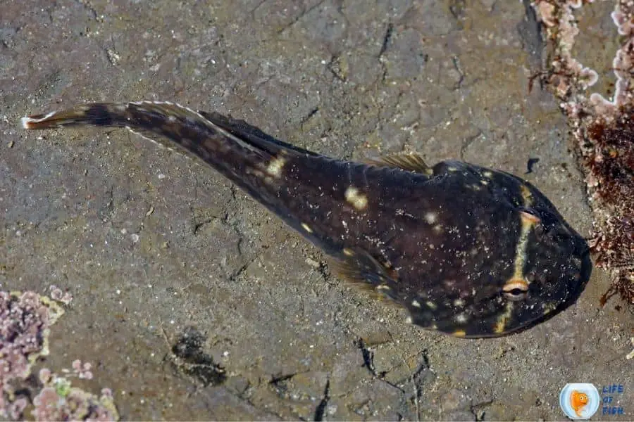 Northern clingfish