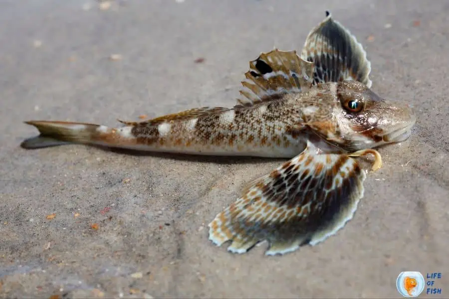 Sea Robin Fish Care | A Fish With Legs And Wings