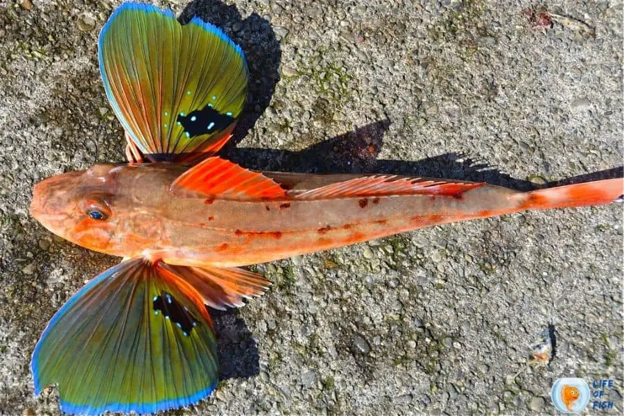 Sea Robin Fish