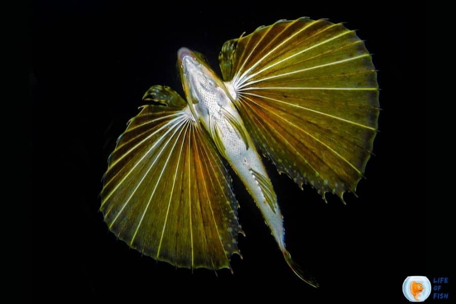 Sea Robin Fish