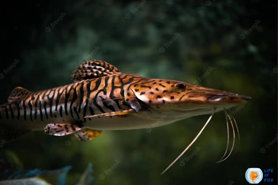 tiger shovelnose catfish feeding