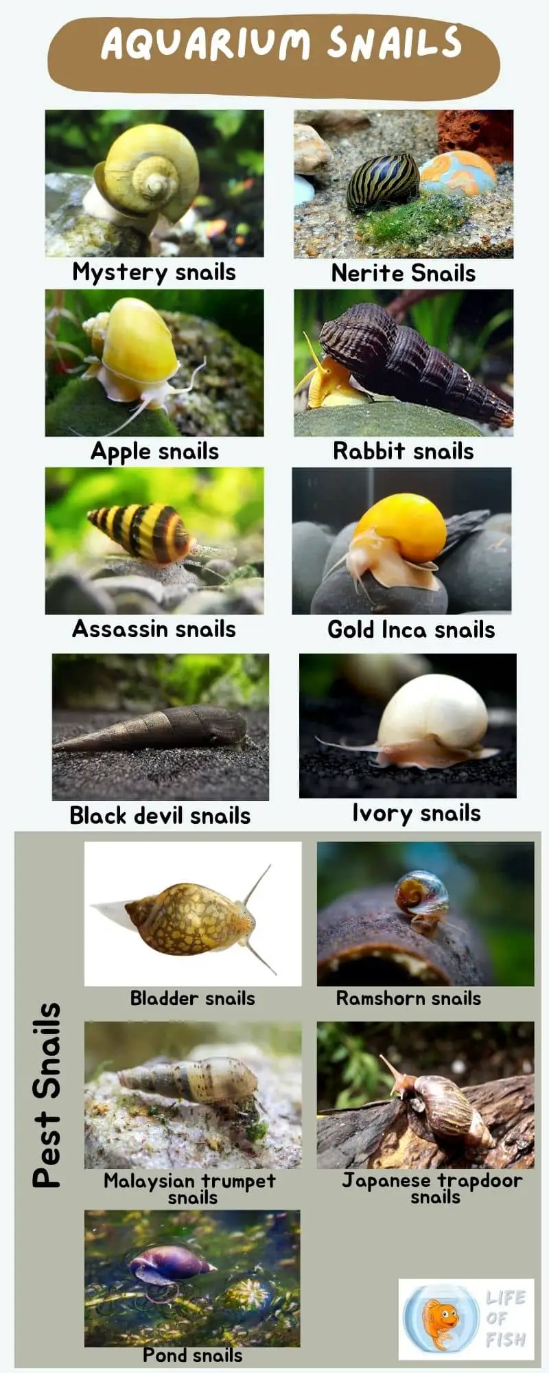 Types of Aquarium Snails inforgraphic