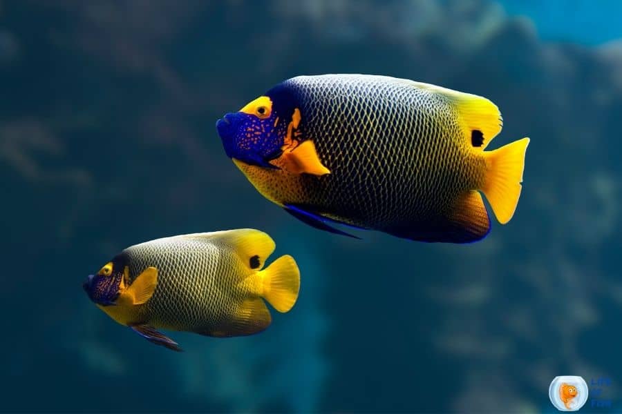 What do saltwater angelfish eat