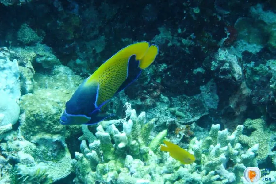 What do saltwater angelfish eat