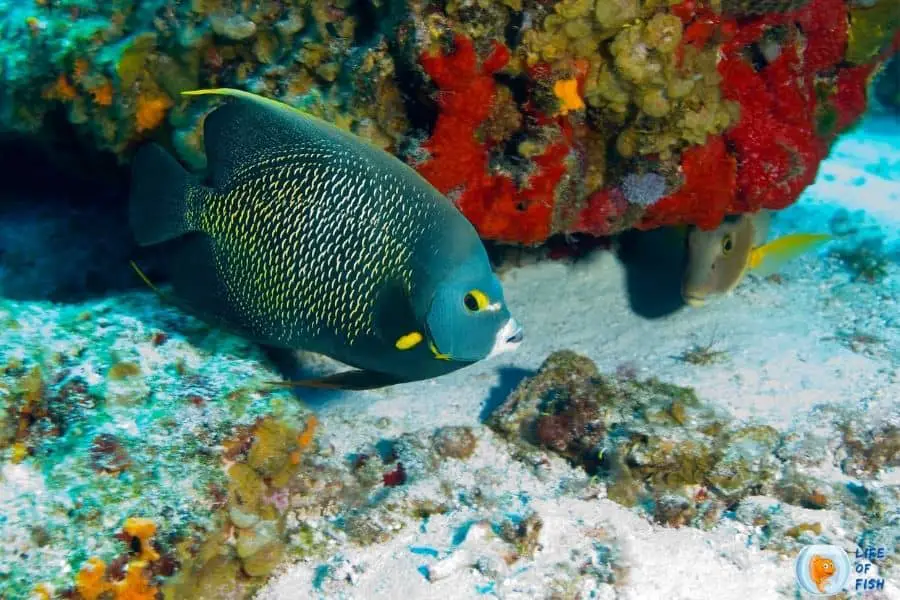 What do saltwater angelfish eat