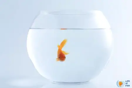 Why Do My Fish Keep Swimming Into The Glass?