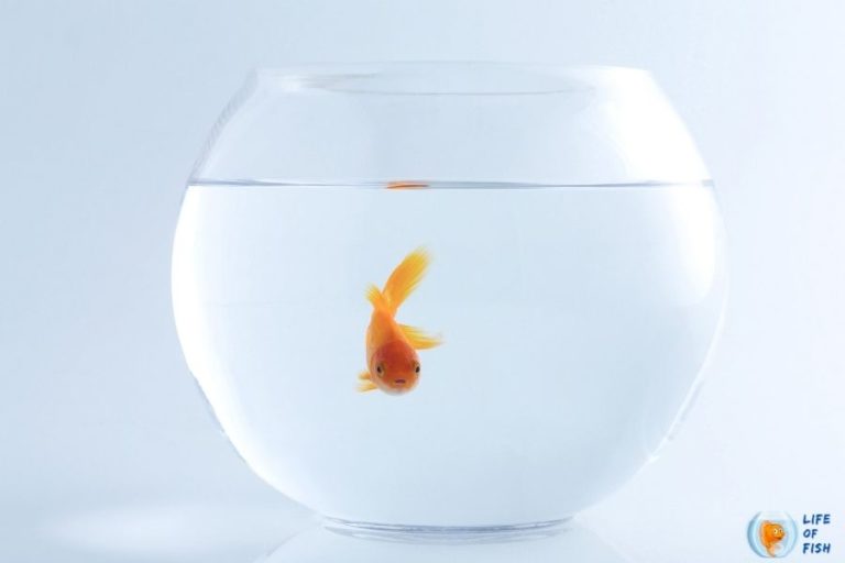 why-do-my-fish-keep-swimming-into-the-glass