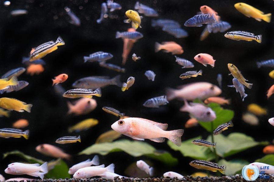 Can Fish Recover From Ammonia Poisoning