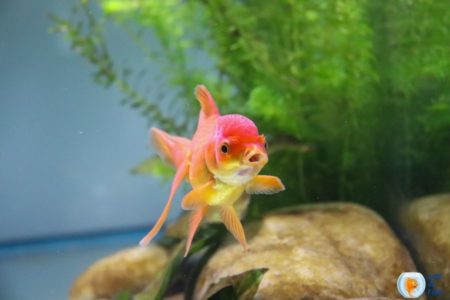 Why Is My Fish Swimming Fast Back And Forth?