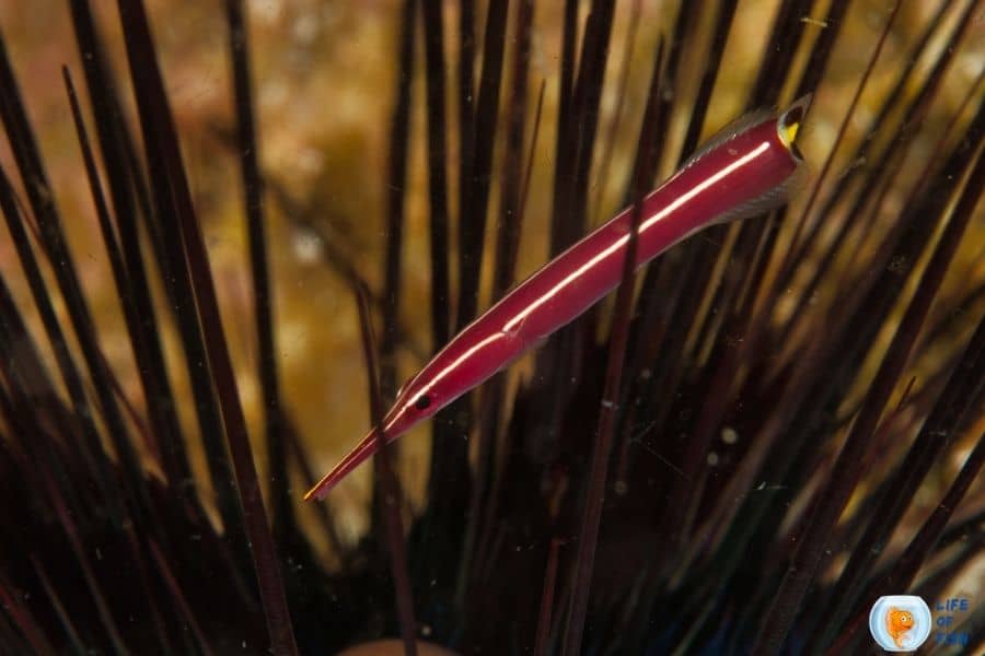 Yellow stripe clingfish