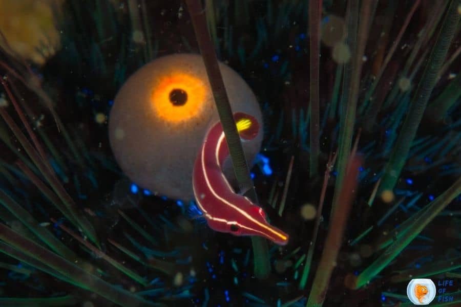 Yellow stripe clingfish