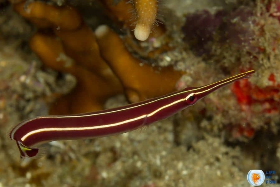 Yellow stripe clingfish