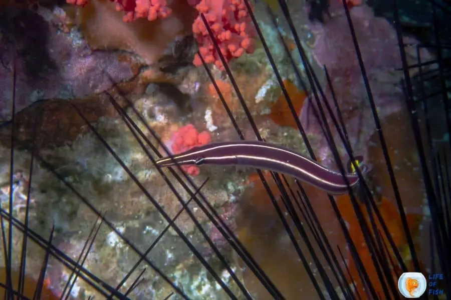 Yellow stripe clingfish