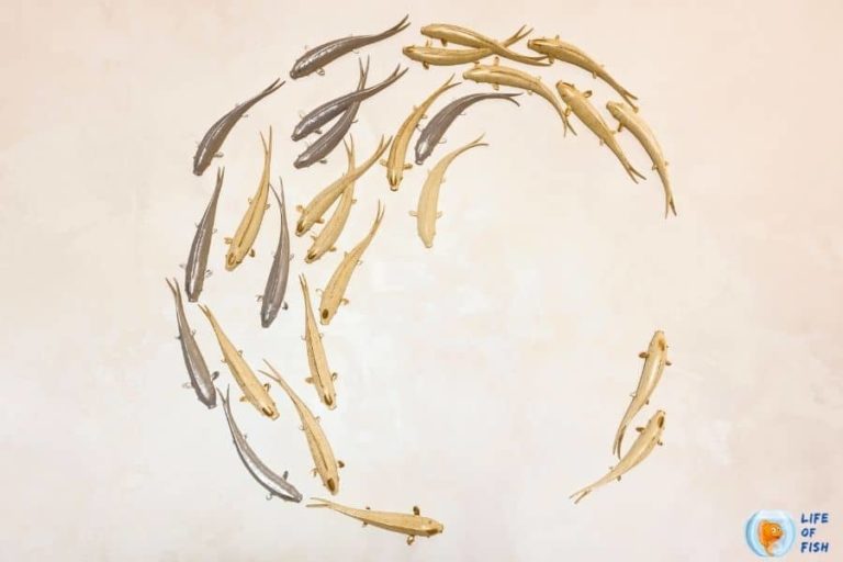 Fish Swimming In Circles! What Should I Do