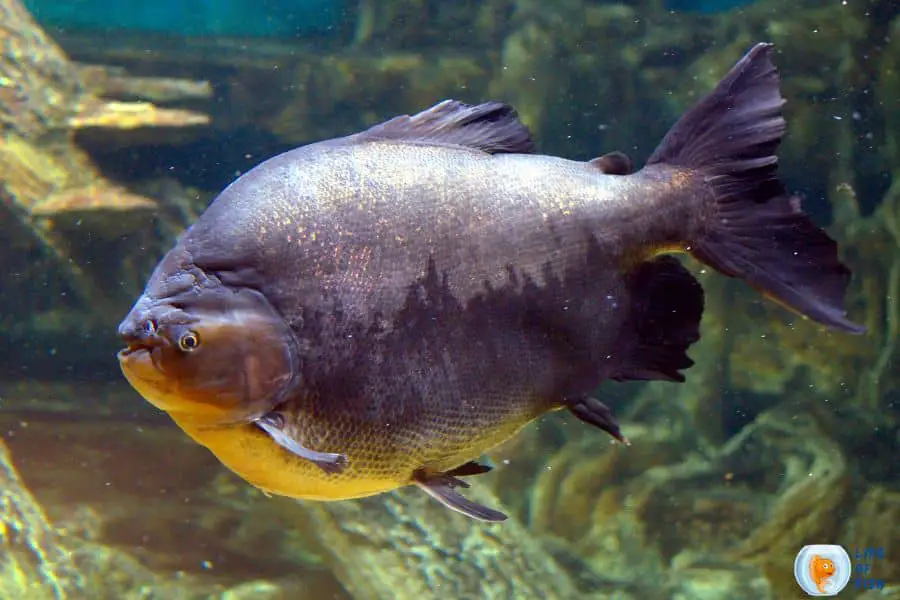 Tiger Shovelnose Catfish Tankmates