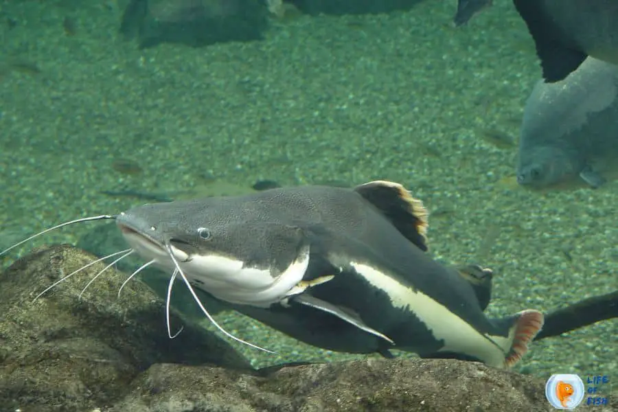 Tiger Shovelnose Catfish Tankmates