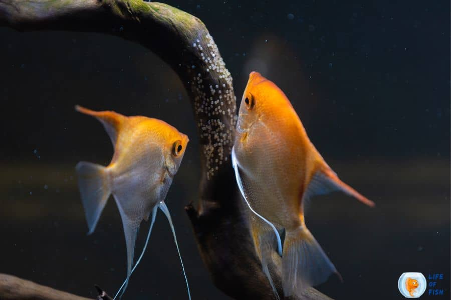 Angelfish Eggs On Filter