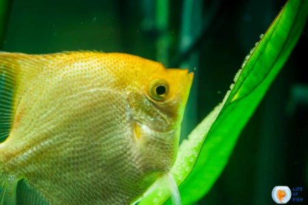 Angelfish Eggs On Filter ( Is It Dangerous? )