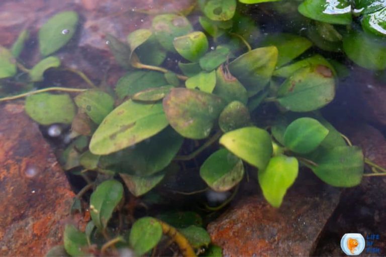 Aquarium Plants Melting 4 Proven Reasons