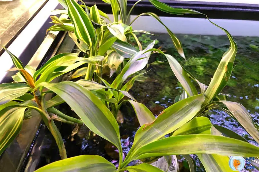 Aquarium Plants Melting