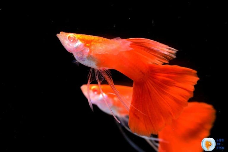 Can Male Guppies Live Together in The Same Tank?