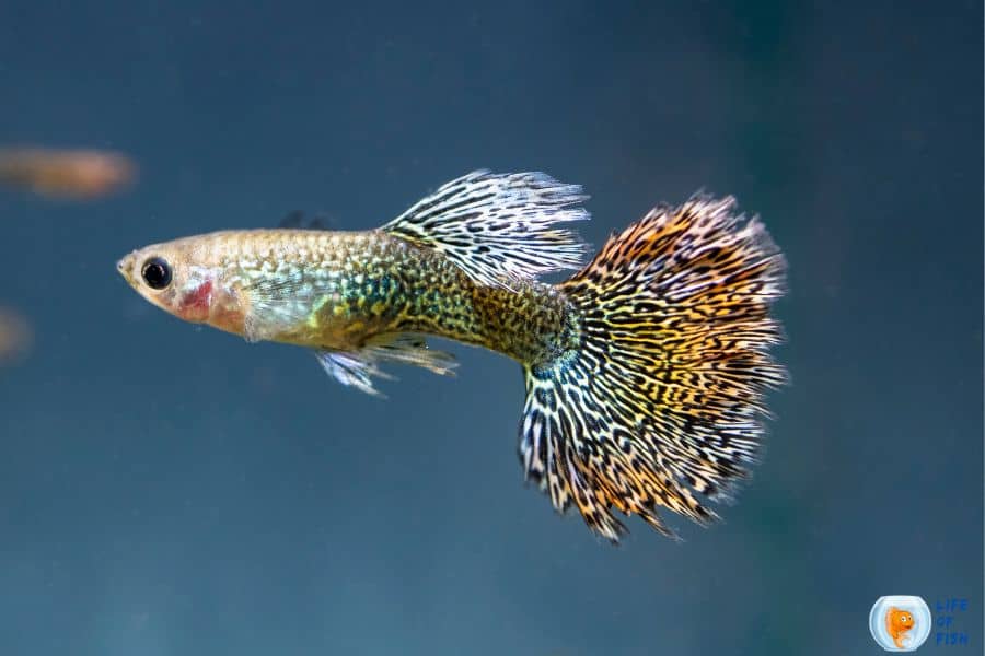 Can Male Guppies Live Together in The Same Tank