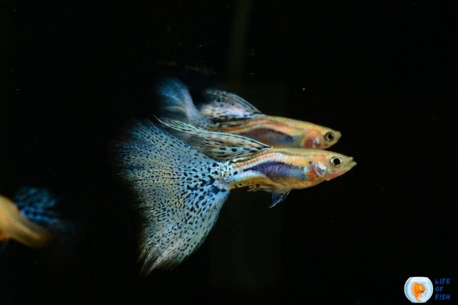 Can Male Guppies Live Together in The Same Tank