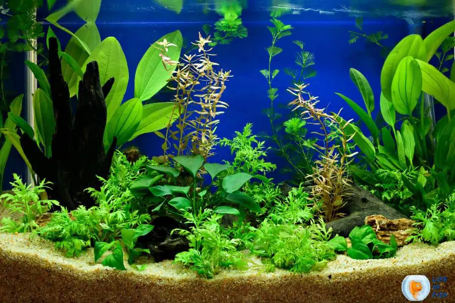Clean Aquarium Filter Without Killing Bacteria