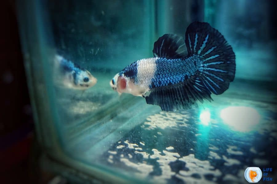 Columnaris Betta Disease