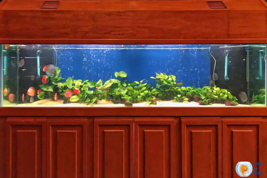 How Far From Wall Should The Fish Tank Be