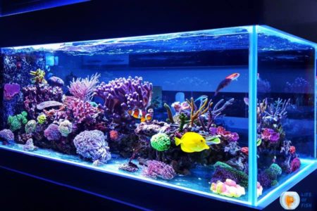 How Far From Wall Should The Fish Tank Be ? (Answer Is Here)