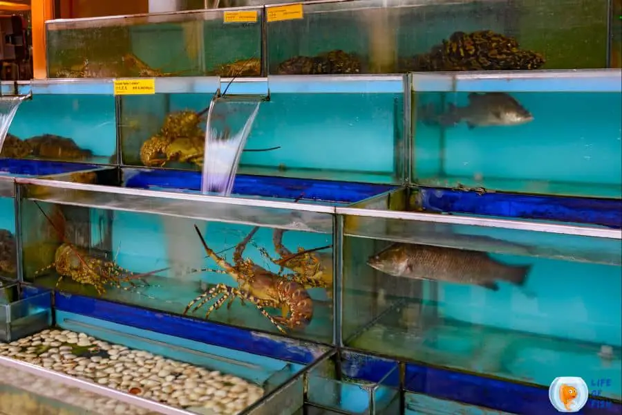 How Long To Keep Fish In A Hospital Tank