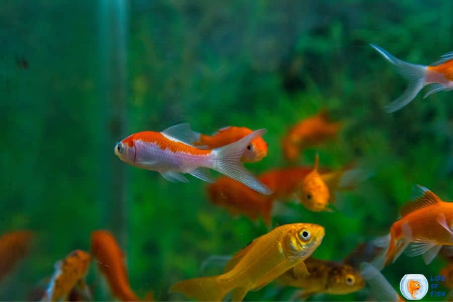 Lower pH in Freshwater Aquarium