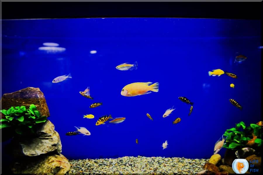How Long To Keep Fish In A Hospital Tank