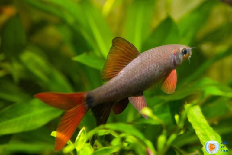 How Much Does A Rainbow Shark Cost, And How Big They Get?