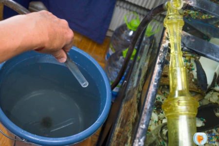 How To Dispose Of Aquarium Water | The Correct Way |